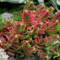 Crassula Capitella Thyrsiflora Red Pagoda Succulent Cactus 20 Seeds