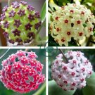 Ball Orchid Flower Bonsai Perennial Garden Plant 200 Seeds - (Color: Mix)
