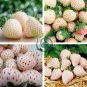 White Strawberry The Hottest Fruits in Japan 200 Seeds