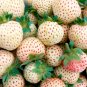 White Strawberry The Hottest Fruits in Japan 200 Seeds