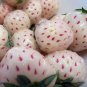 White Strawberry The Hottest Fruits in Japan 200 Seeds