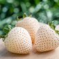 White Strawberry The Hottest Fruits in Japan 200 Seeds
