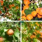Apricot Self-fertile Sweet Tasty Orange Fruit 40 Seeds