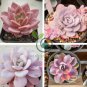 Echeveria Lauii Pink Succulent Lovely Plant 20 Seeds