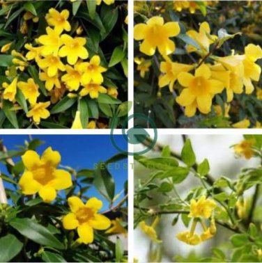 Flowers Yellow Jasmine 40 Seeds
