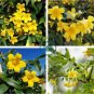 Flowers Yellow Jasmine 40 Seeds