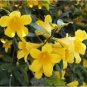 Flowers Yellow Jasmine 40 Seeds