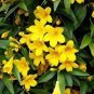 Flowers Yellow Jasmine 40 Seeds