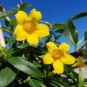 Flowers Yellow Jasmine 40 Seeds