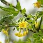 Flowers Yellow Jasmine 40 Seeds