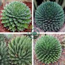 Agave Victoriae-Reginae 40 Seeds