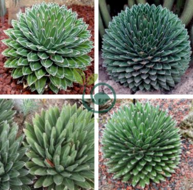 Agave Victoriae-Reginae 40 Seeds