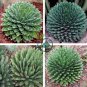 Agave Victoriae-Reginae 40 Seeds