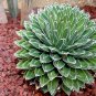 Agave Victoriae-Reginae 40 Seeds