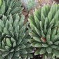 Agave Victoriae-Reginae 40 Seeds
