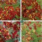 Rare Coreopsis Tinctoria 'Roulette' Cosmos Flower 40 Seeds