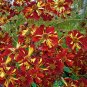 Rare Coreopsis Tinctoria 'Roulette' Cosmos Flower 40 Seeds