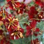 Rare Coreopsis Tinctoria 'Roulette' Cosmos Flower 40 Seeds