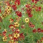 Rare Coreopsis Tinctoria 'Roulette' Cosmos Flower 40 Seeds
