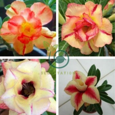 'Peach Crispy Noodles' Adenium Desert Rose 4 Seeds