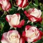 New Light Green Rose with Purple Edge Rose 100 Seeds