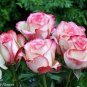 New Light Green Rose with Purple Edge Rose 100 Seeds