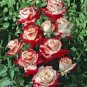 New Light Green Rose with Purple Edge Rose 100 Seeds
