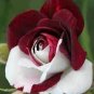 New Light Green Rose with Purple Edge Rose 100 Seeds