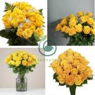 Red Stripe Orange Rose Flower 100 Seeds