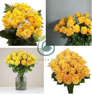 Red Stripe Orange Rose Flower 100 Seeds