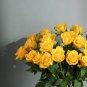 Red Stripe Orange Rose Flower 100 Seeds