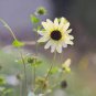 Extremely Rare Small White Sunflower with little eyes 30 Seeds