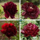 Blackish Coffee Peony Tree Flower 10 Seeds