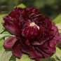 Blackish Coffee Peony Tree Flower 10 Seeds