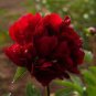 Blackish Coffee Peony Tree Flower 10 Seeds