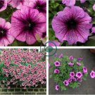 'Sunrise Pink Vein' Petunia Bonsai 400 Seeds