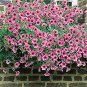 'Sunrise Pink Vein' Petunia Bonsai 400 Seeds