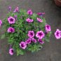 'Sunrise Pink Vein' Petunia Bonsai 400 Seeds