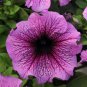 'Sunrise Pink Vein' Petunia Bonsai 400 Seeds