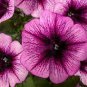 'Sunrise Pink Vein' Petunia Bonsai 400 Seeds