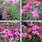 Hardy Perennial Dianthus 'Scents of Summer Pink Peony' 100 Seeds