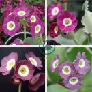 Primula Auricula Taffeta, professional pack 30 Seeds