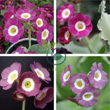 Primula Auricula Taffeta, professional pack 30 Seeds