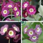 Primula Auricula Taffeta, professional pack 30 Seeds