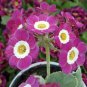 Primula Auricula Taffeta, professional pack 30 Seeds