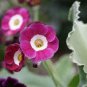 Primula Auricula Taffeta, professional pack 30 Seeds