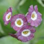 Primula Auricula Taffeta, professional pack 30 Seeds