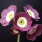 Primula Auricula Taffeta, professional pack 30 Seeds