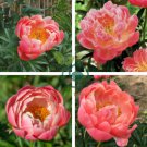 Breathtaking Semidouble Coral Charm Peony Tree Flower 10 Seeds