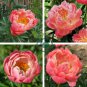 Breathtaking Semidouble Coral Charm Peony Tree Flower 10 Seeds